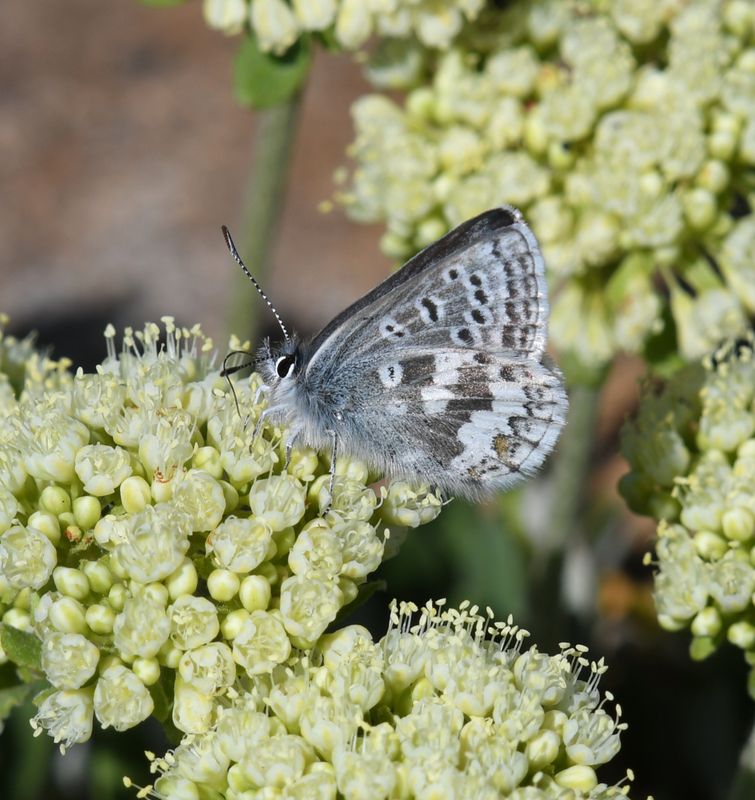 Arctic Blue: Agriades glandon