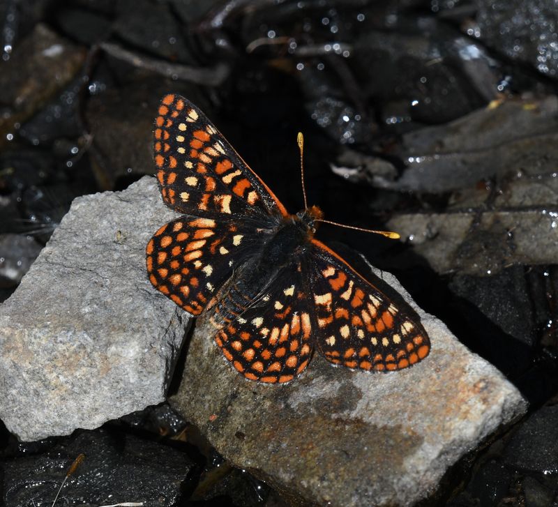 Anicia Checkerspot: Euphydryas anicia