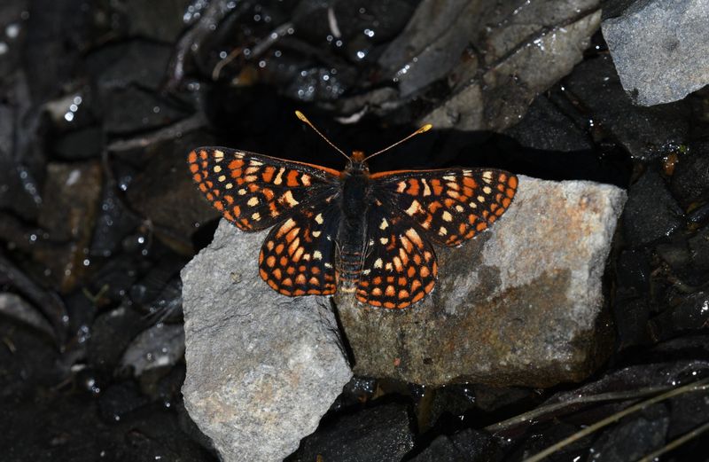 Anicia Checkerspot: Euphydryas anicia