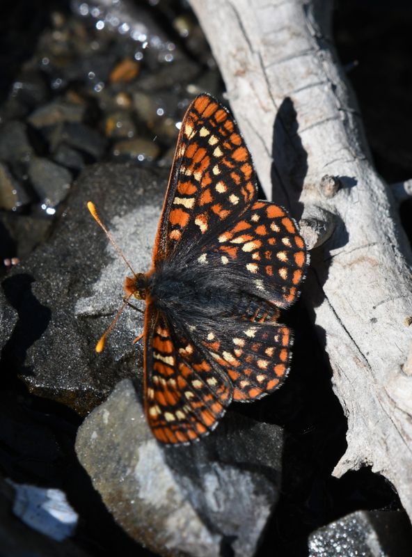 Anicia Checkerspot: Euphydryas anicia