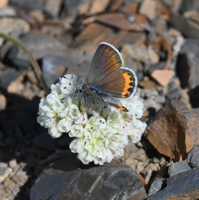 Acmon Blue: Icaricia acmon