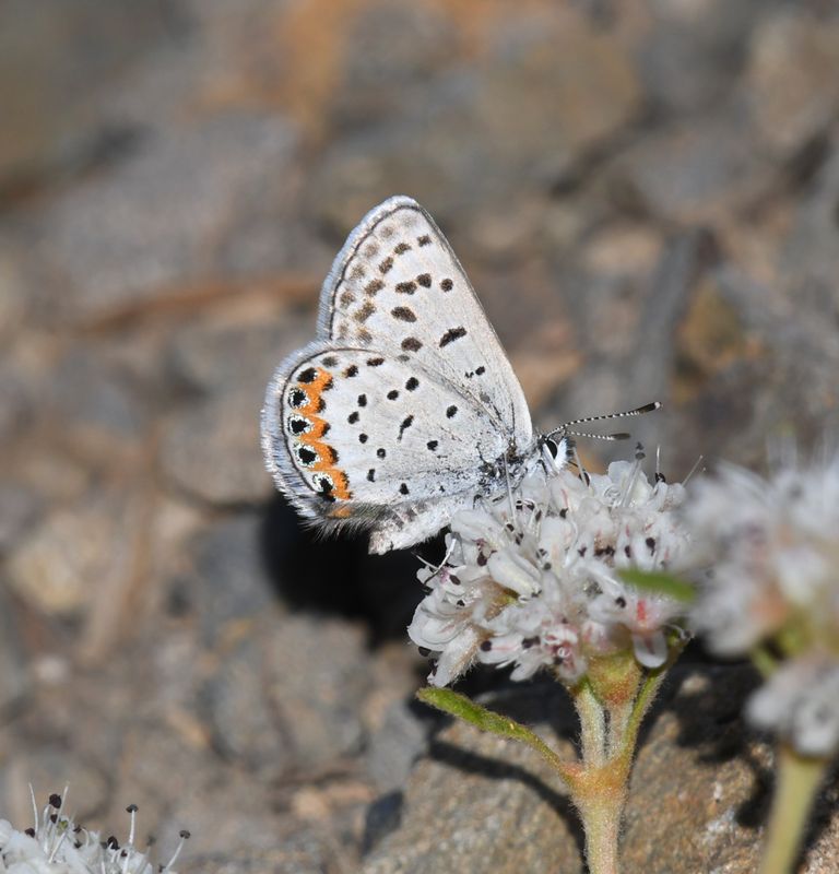 Acmon Blue: Icaricia acmon