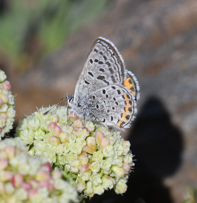 Acmon Blue: Icaricia acmon