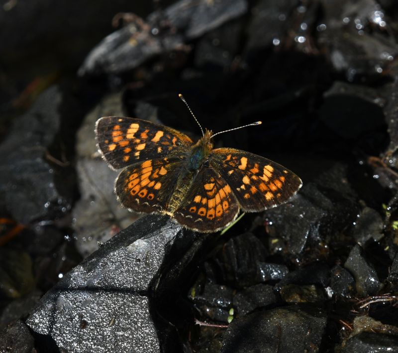 Field Crescent: Phyciodes pulchella