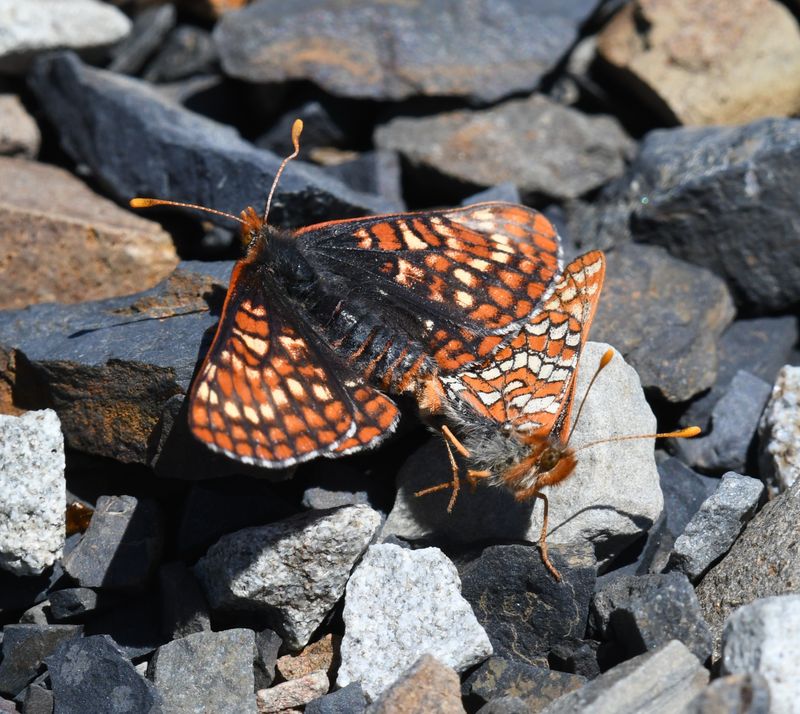 Anicia Checkerspot: Euphydryas anicia