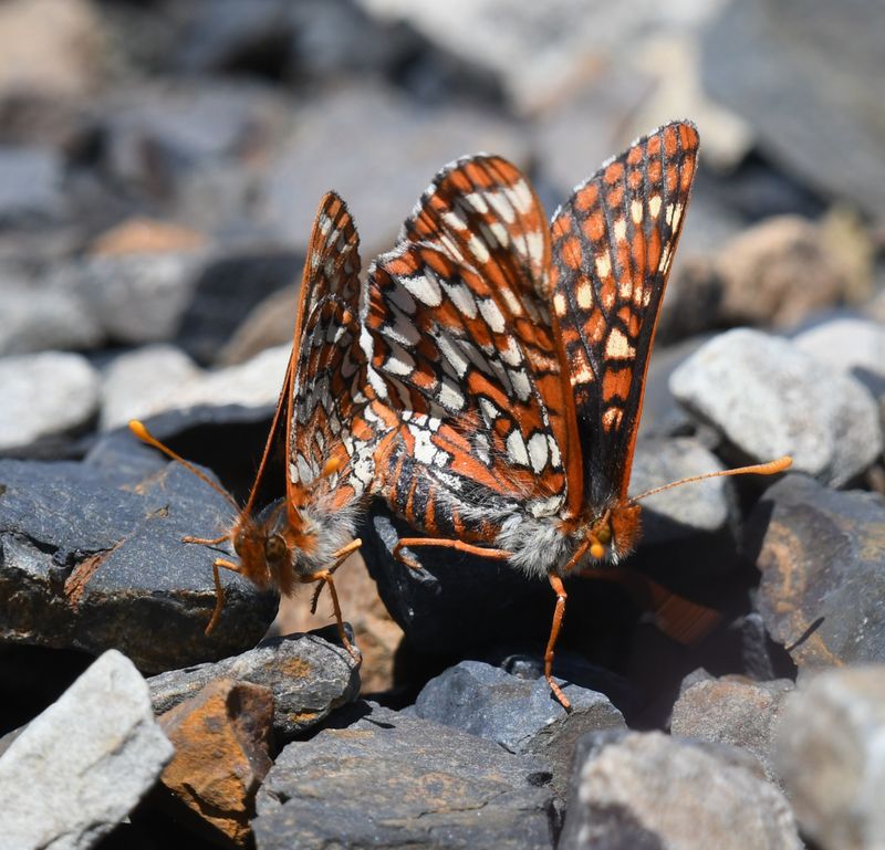 Anicia Checkerspot: Euphydryas anicia