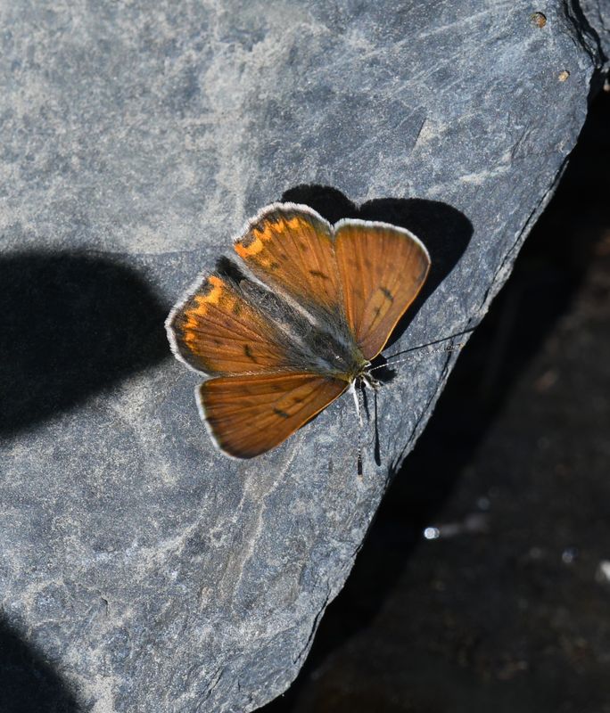Lilac-bordered Copper: Lycaena nivalis