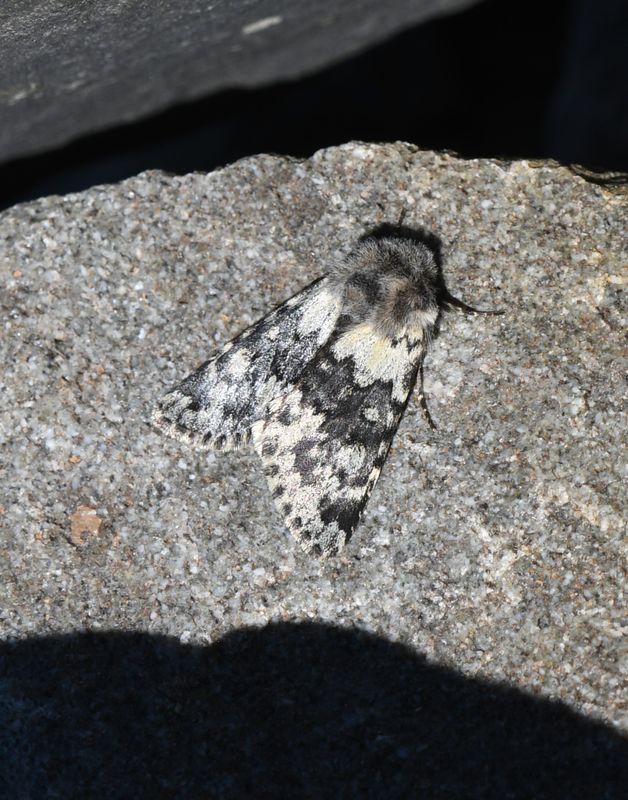 Moth