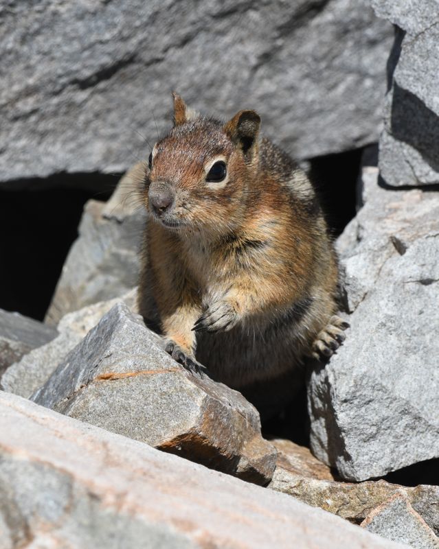 Cascade Golden-mantled Ground Squirrel