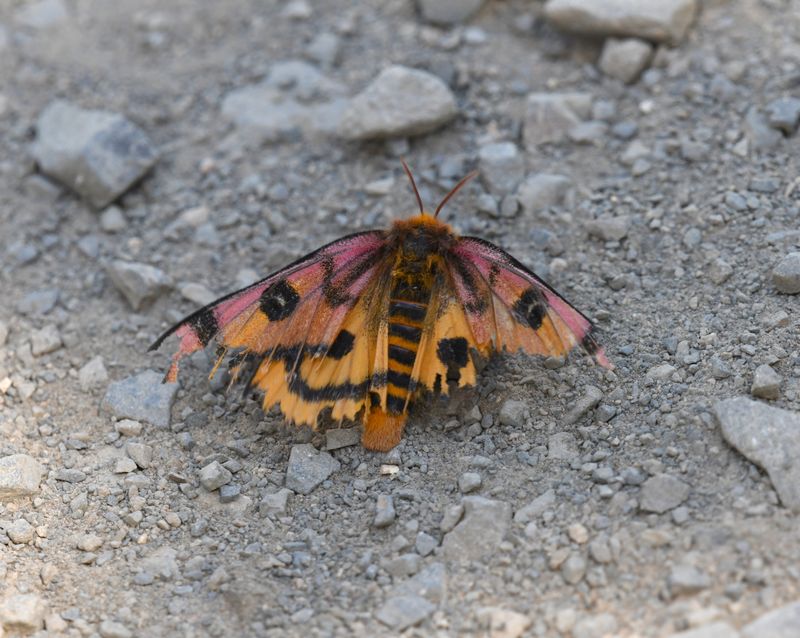 Elegant Sheepmoth