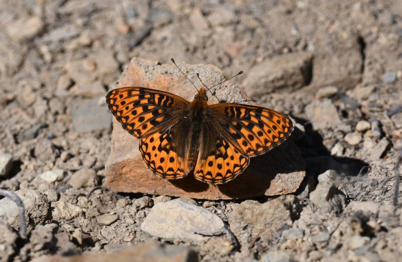 Hydaspe Fritillary: Speyeria hydaspe