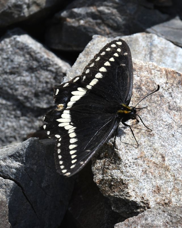 Indra Swallowtail: Papilio indra