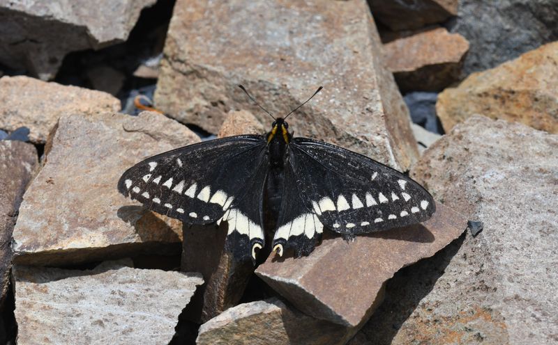 Indra Swallowtail: Papilio indra