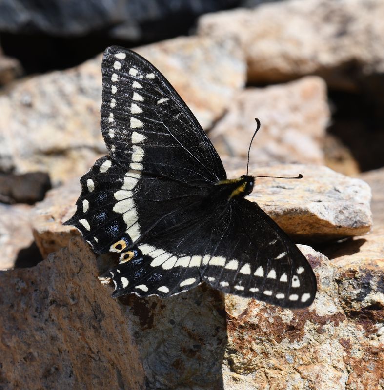 Indra Swallowtail: Papilio indra