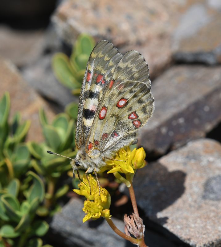Mountain Parnassian: Parnassius smintheus