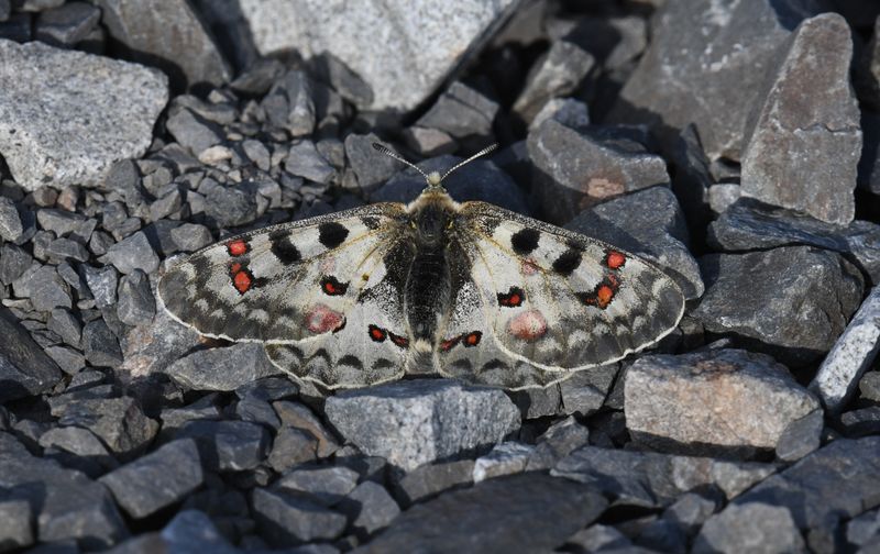 Mountain Parnassian: Parnassius smintheus