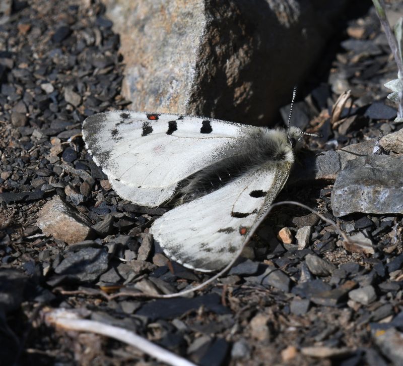 Mountain Parnassian: Parnassius smintheus