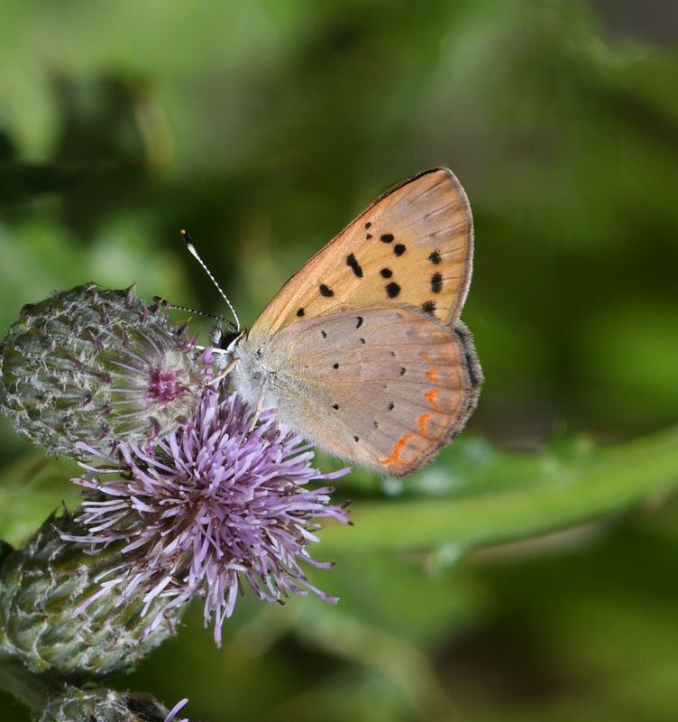 Purplish Copper: Lycaena helloides