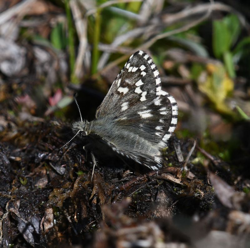 Alpine Checkered Skipper: Pyrgus centaureae