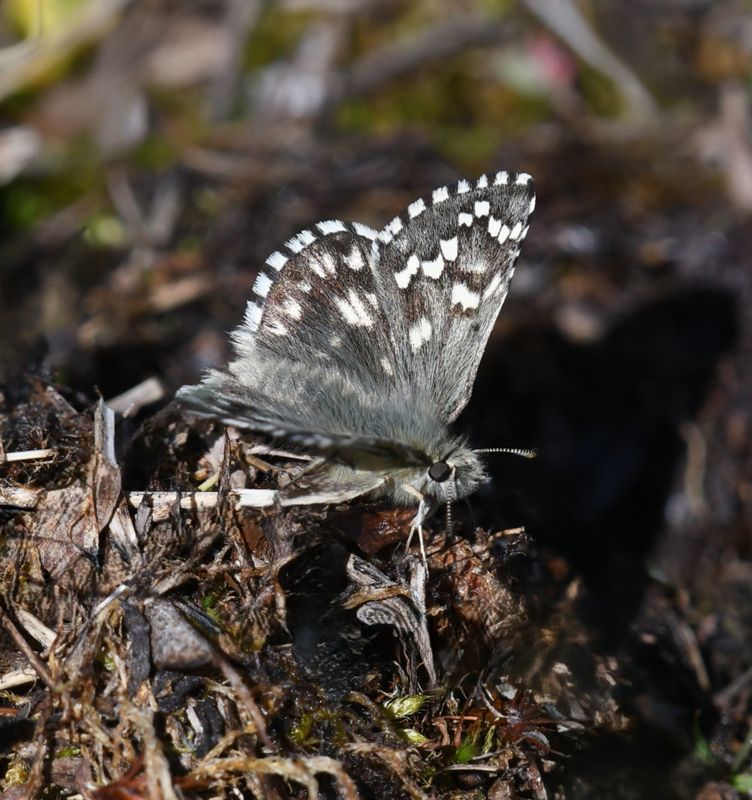 Alpine Checkered Skipper: Pyrgus centaureae