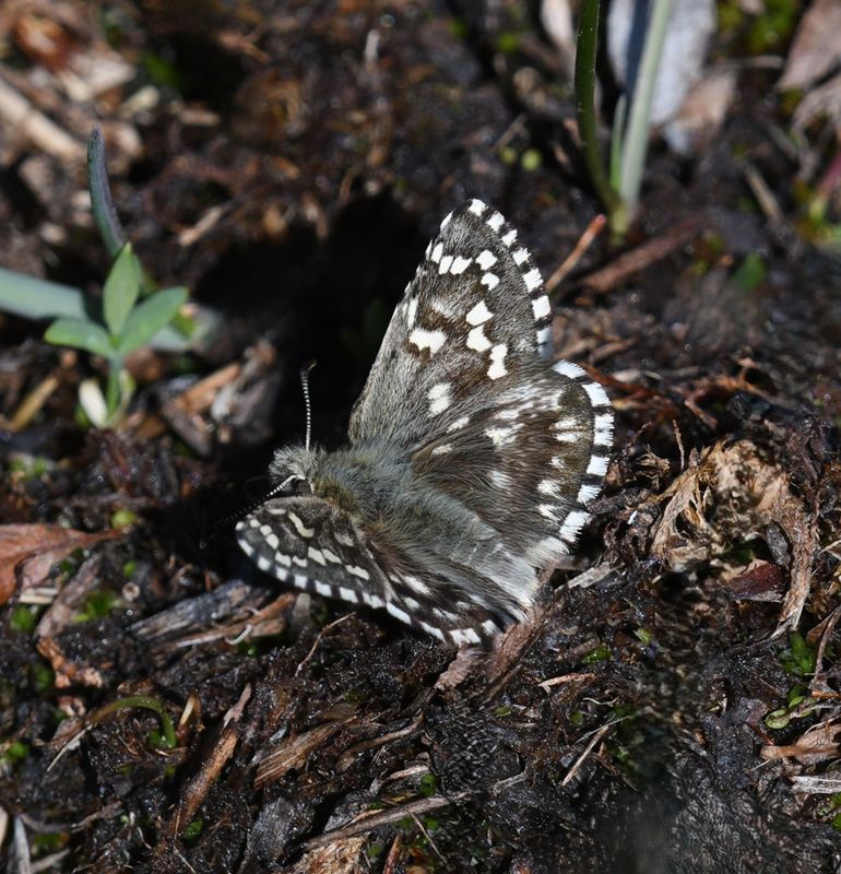 Alpine Checkered Skipper: Pyrgus centaureae