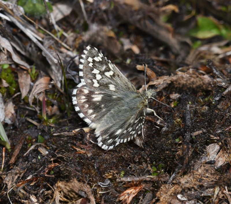 Alpine Checkered Skipper: Pyrgus centaureae