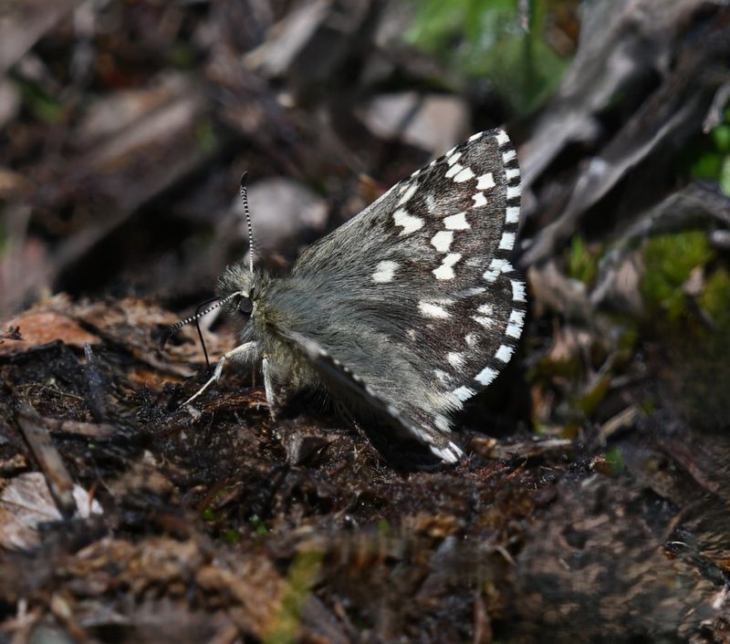 Alpine Checkered Skipper: Pyrgus centaureae