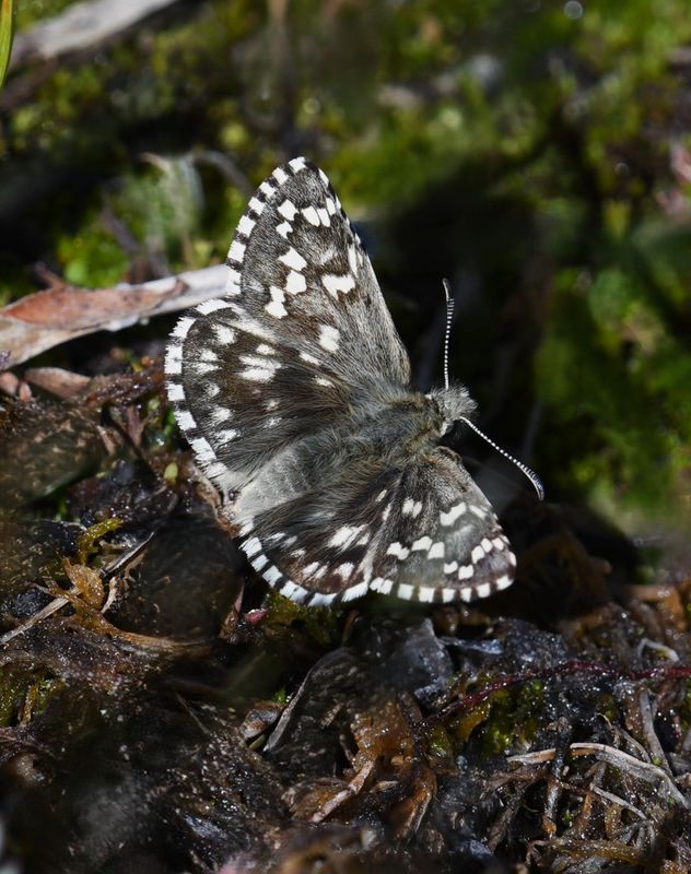 Alpine Checkered Skipper: Pyrgus centaureae