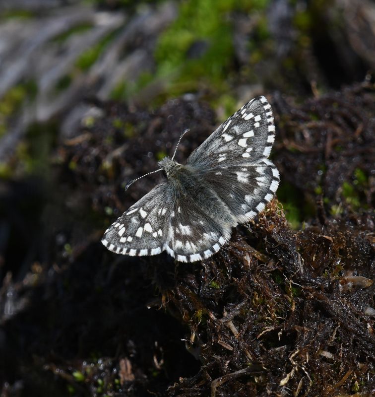 Alpine Checkered Skipper: Pyrgus centaureae