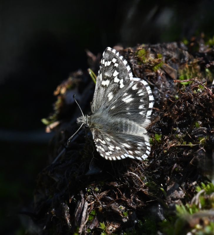 Alpine Checkered Skipper: Pyrgus centaureae
