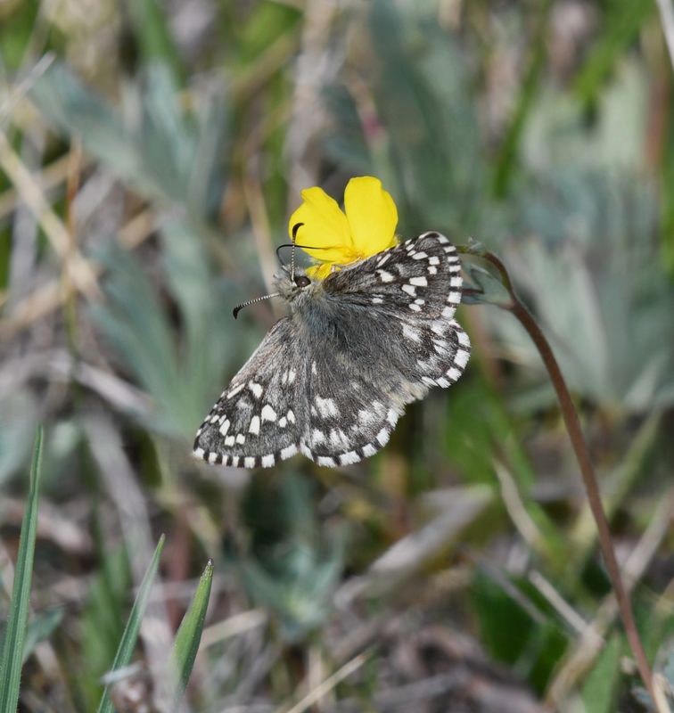 Alpine Checkered Skipper: Pyrgus centaureae