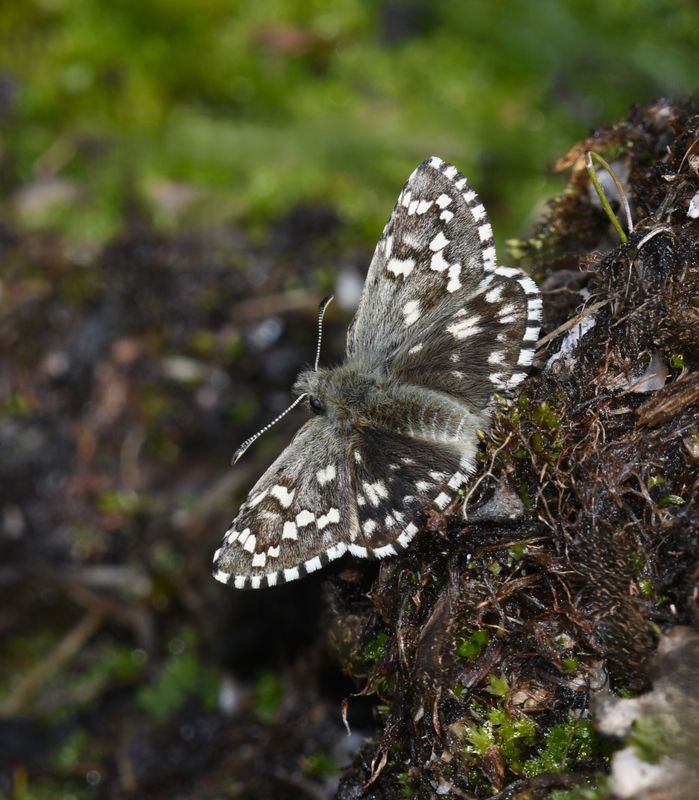 Alpine Checkered Skipper: Pyrgus centaureae