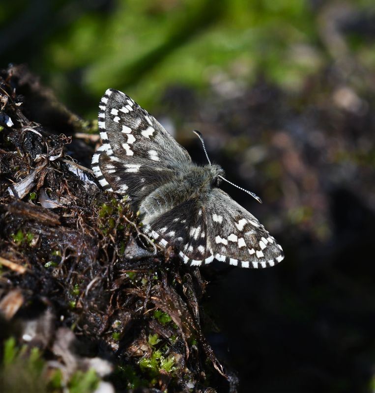 Alpine Checkered Skipper: Pyrgus centaureae