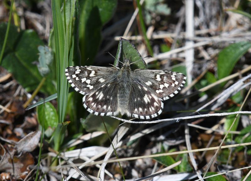 Alpine Checkered Skipper