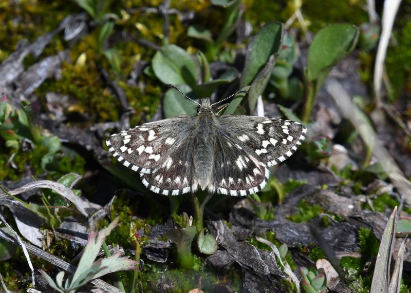 Alpine Checkered Skipper: Pyrgus centaureae
