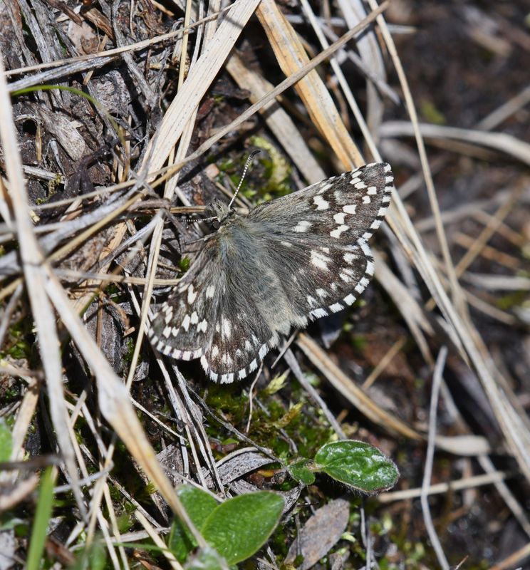 Alpine Checkered Skipper: Pyrgus centaureae