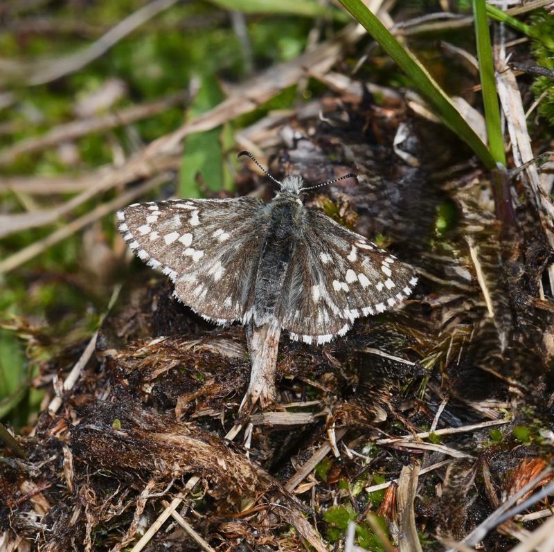Alpine Checkered Skipper: Pyrgus centaureae