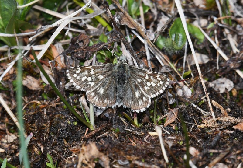 Alpine Checkered Skipper: Pyrgus centaureae