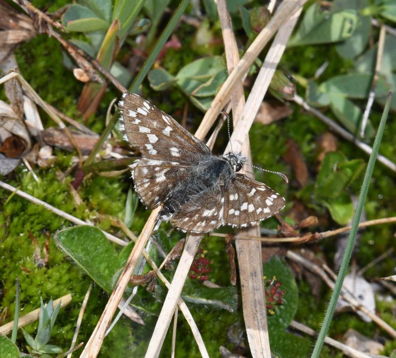 Alpine Checkered Skipper: Pyrgus centaureae