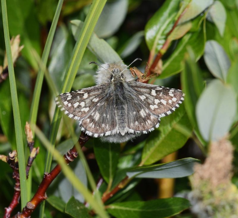 Alpine Checkered Skipper: Pyrgus centaureae