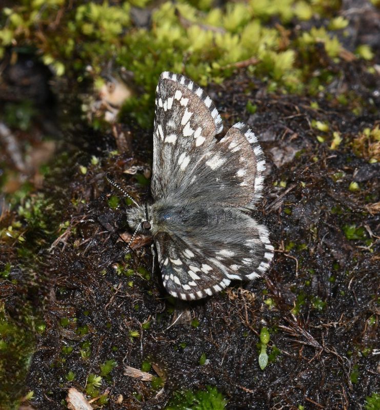 Alpine Checkered Skipper: Pyrgus centaureae