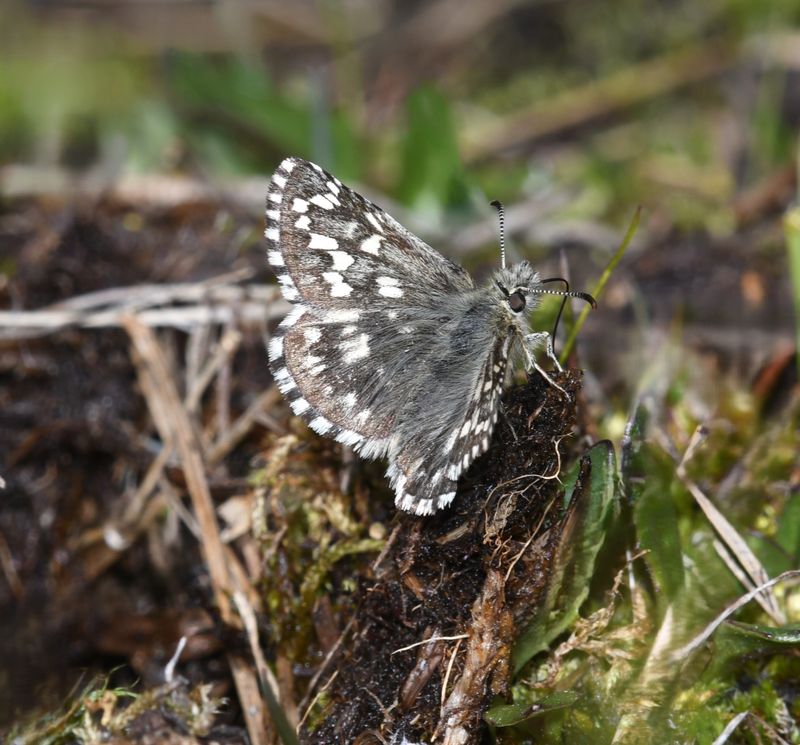 Alpine Checkered Skipper: Pyrgus centaureae