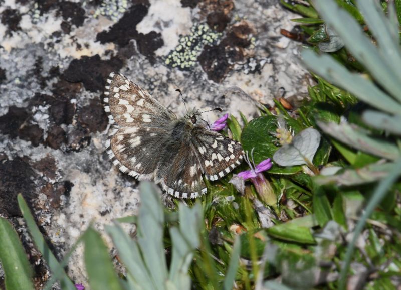 Alpine Checkered Skipper: Pyrgus centaureae