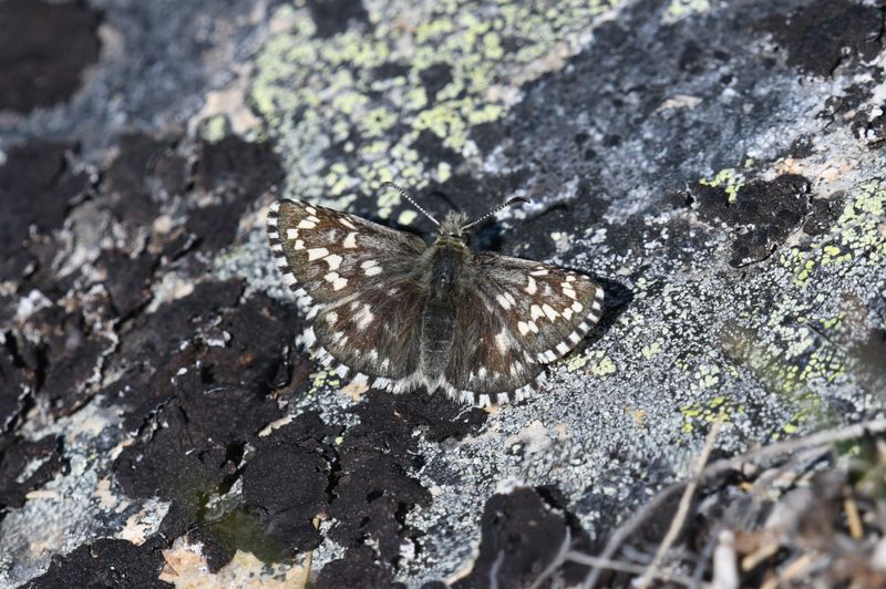 Alpine Checkered Skipper: Pyrgus centaureae