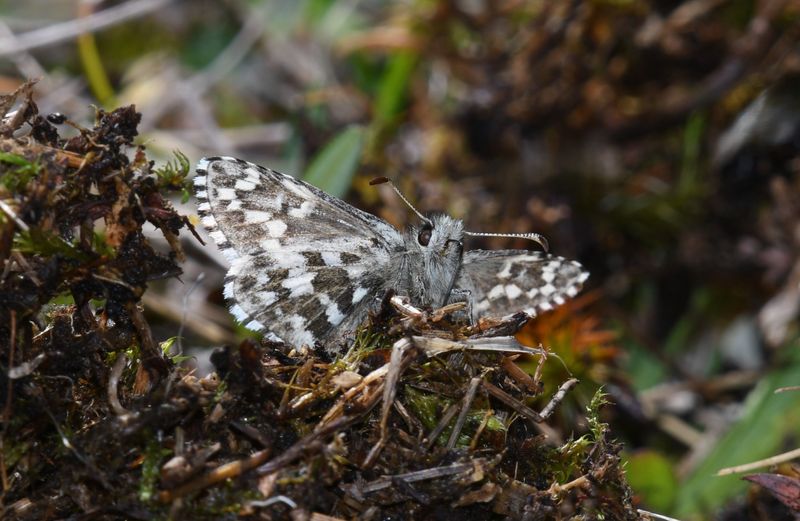Alpine Checkered Skipper: Pyrgus centaureae