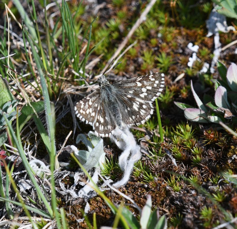 Alpine Checkered Skipper: Pyrgus centaureae