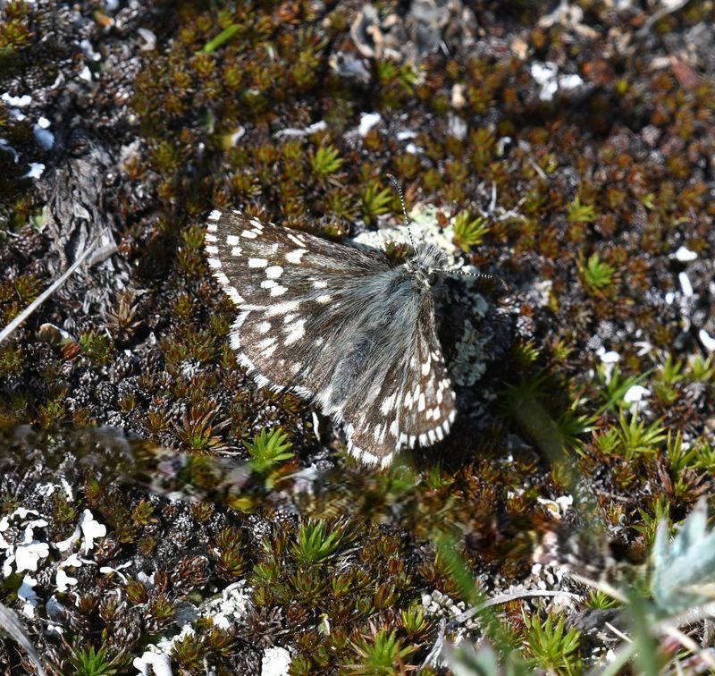 Alpine Checkered Skipper: Pyrgus centaureae