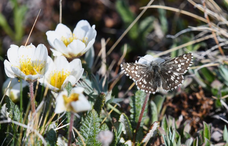 Alpine Checkered Skipper: Pyrgus centaureae