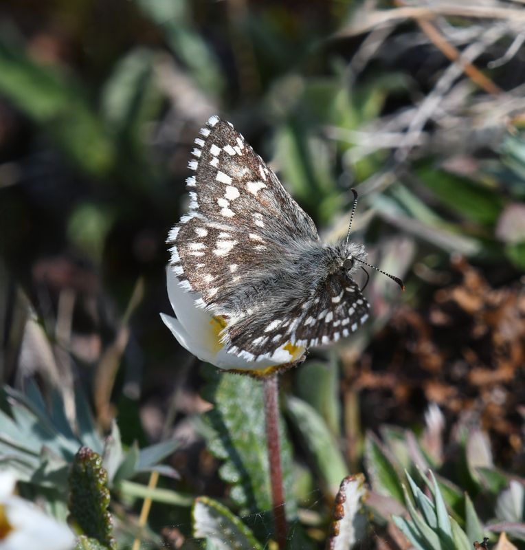 Alpine Checkered Skipper: Pyrgus centaureae