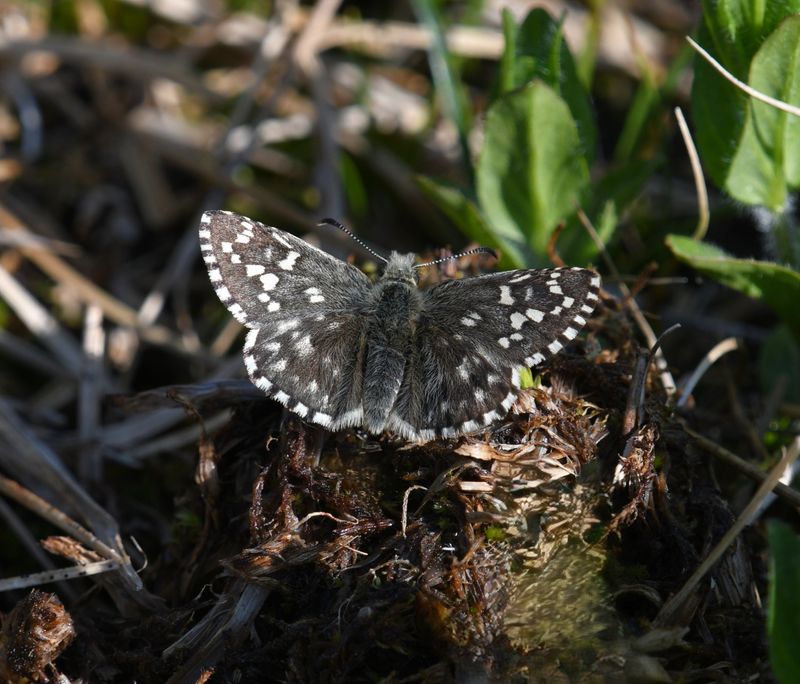 Alpine Checkered Skipper: Pyrgus centaureae